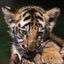 Un ptit tigre trop bo!!!
